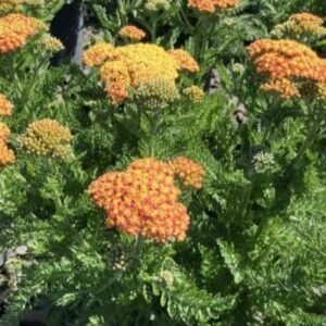 SkySail™  Yellow Yarrow (Achillea millefolium Skysail Yellow 'Bosachskyye'') - QT