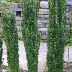 Sky Pencil Holly (Ilex crenata 'Sky Pencil') - 1 gallon