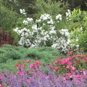 Snow White™ Mockorange (Philadelphus 'Snow Snowwhite Sensation') - 1 gallon
