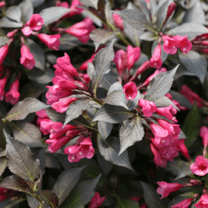 Spilled Wine® Weigela (Weigela spilled 'Bokraspiwi') - 1 gallon