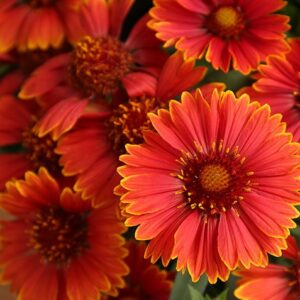 Spintop Yellow Touch Blanket Flower (Gaillardia spintop 'Yellow Touch') - 1 gallon