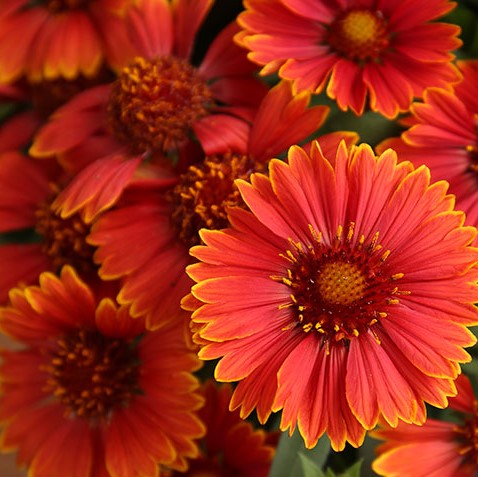 Spintop Yellow Touch Blanket Flower (Gaillardia spintop 'Yellow Touch') - 1 gallon