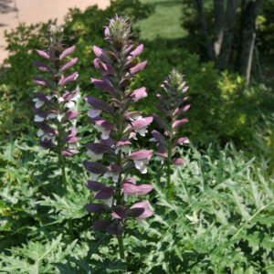 Spiny Bear’s Breeches (Acanthus spinosus) - 1 gallon