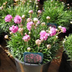 Splendens Sea Thrift (Armeria maritima 'Splendens') - QT