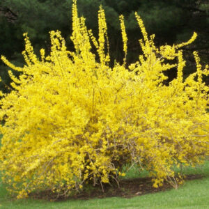 Spring Glory Forsythia (Forsythia x intermedia 'Spring Glory') - 3 gallon 24-30"