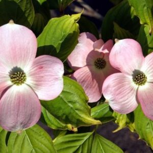 Stellar Pink® Dogwood (Cornus x 'Rutgan') - 3 gallon