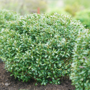 Strongbox® Inkberry holly
(Ilex glabra 'Strong Box') - 3 gallon 10-12"