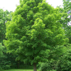 Sugar Maple (Acer saccharum) - 3 gallon
