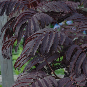 Summer Chocolate Mimosa Tree (ALBIZIA JULIBRISSIN SUMMER CHOCOLATE) - 5 gallon