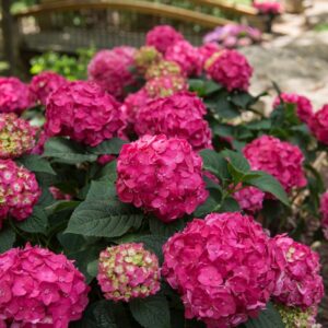 Summer Crush® Reblooming Hydrangea (Hydrangea macrophylla 'Summer Crush') - 2 gallon