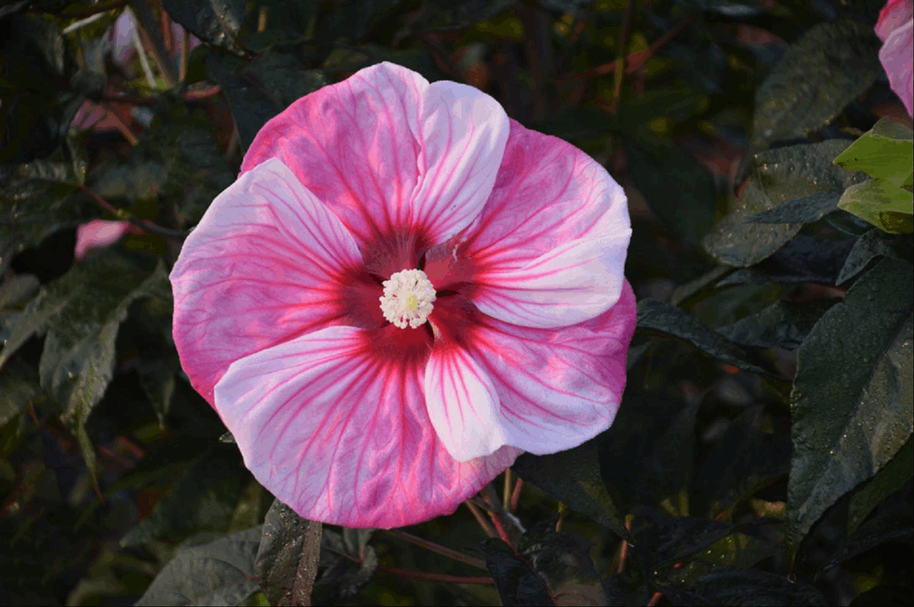 Summerific® 'Cherry Choco Latte' Rose Mallow (Hibiscus 'Cherry Choco Latte') - 1 gallon