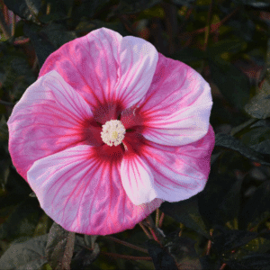 Summerific® 'Cherry Choco Latte' Rose Mallow (Hibiscus 'Cherry Choco Latte') - 2 gallon