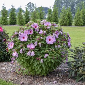 Summerific® 'Lilac Crush' Rose Mallow (Hibiscus x 'Summerific Lilac Crush') - 1 gallon