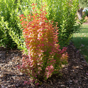 Sunjoy Orange Pillar® Barberry (Berberis thunbergii 'Sunjoy Orange Pillar') - 2 gallon 15"