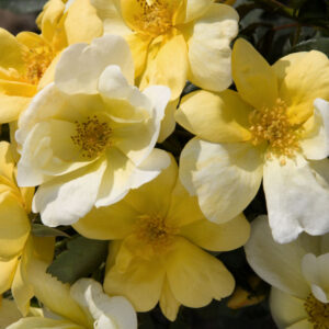 Sunny Knock Out® Rose (Rosa K.O 'Radsunny') - 1 gallon
