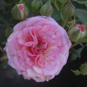 Sweet Drift® Rose (Rosa 'Drift Meiswetdom') - QT