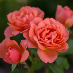 Sweet Fragrance Rose (Rosa E.E 'Sweet Fragrance') - 2 gallon
