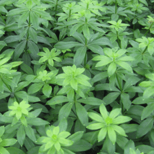 Sweet Woodruff (Galium odoratum) - QT