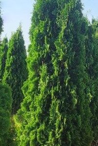 THIN MAN® Arborvitae (Thuja occidentalis 'Thin Man') - 1 gallon