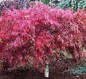 Tamukeyama Japanese Maple (Acer palmatum var. dissectum 'Tamukeyama') - 3 gallon 15"