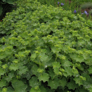 Thriller Lady's Mantle (Alchemilla mollis 'Thriller') - 1 gallon