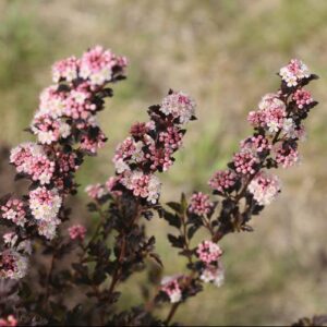 Tiny Wine® Ninebark (Physocarpus opulifolius 'SMPOTW') - 2 gallon 15"