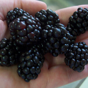 Triple Crown Thornless Blackberry (Rubus fruticosus 'Triple Crown') - 1 gallon 10"