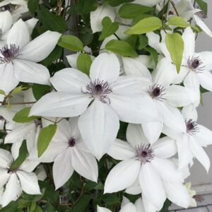 Tsukiko™ Clematis (Clematis tsukiko) - 1 gallon