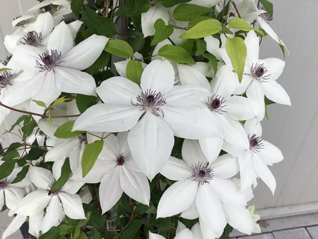 Tsukiko™ Clematis (Clematis tsukiko) - 1 gallon