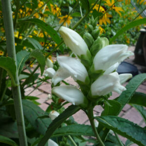 Turtlehead (Chelone glabra) - QT