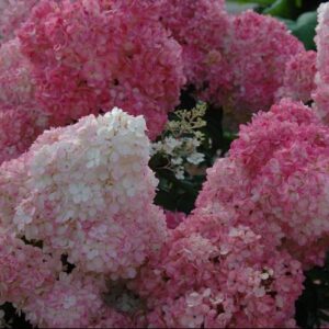 Vanilla Strawberry™ Hydrangea (Hydrangea paniculata 'Renhy') - 3 gallon 12" HEAD
