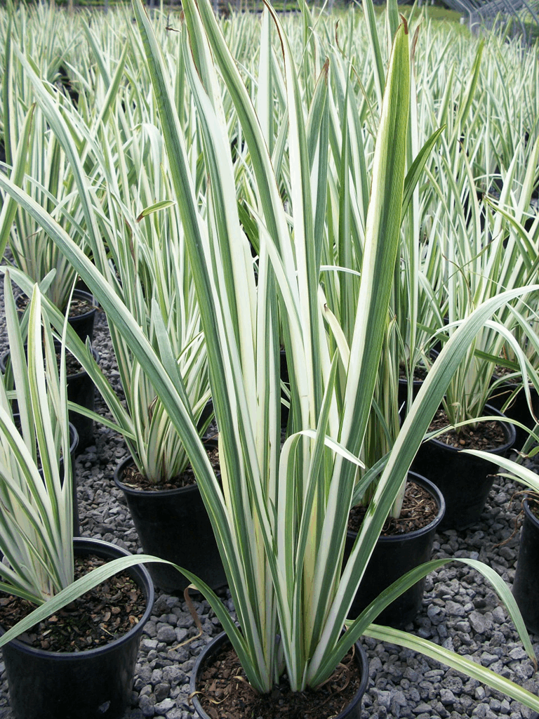 Variegated Japanese Iris (Iris ensata 'Variegata') - 1 gallon