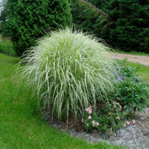 Variegated Maiden Grass (Miscanthus sinensis 'Variegata') - 2 gallon