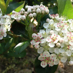 Viking Aronia / Black Chokeberry (Aronia melanocarpa 'Viking') - QT