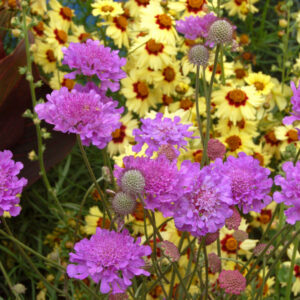 Violet Blue Pincushion Flower (Scabiosa vivid 'Vivid Violet') - 1 gallon