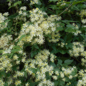 Virgin's Bower Clematis (Clematis virginiana) - 1 gallon