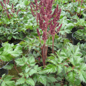 Vision In Red Astilbe (Astilbe chinensis 'Visions in Red') - 1 gallon
