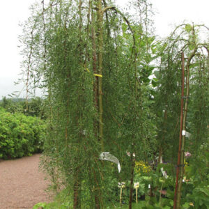 Walker Weeping Siberian Peashrub (Caragana arborescens 'Walkeri') - 3 gallon 12" HEAD