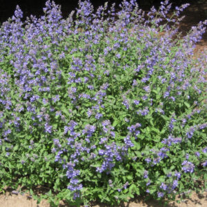 Walker's Low Catmint (Nepeta faassenii 'Walker's Low') - QT