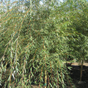 Weeping Golden Willow (Salix alba 'Tristis') - 1 gallon 36"