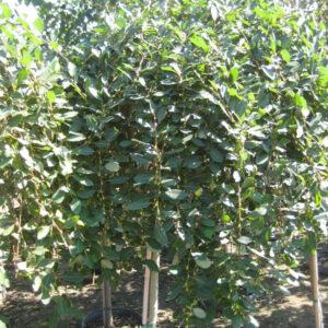 Weeping Pussy Willow (Salix caprea 'Pendula') - 3 gallon