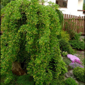 Weeping Siberian Peashrub (Caragana arborescens 'Pendula') - 3 gallon 12" HEAD