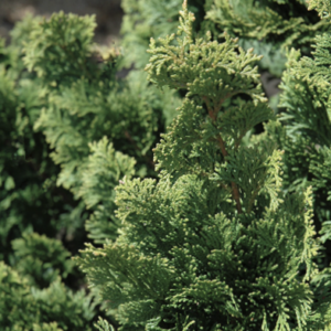 Wells Special Hinoki Cypress (Chamaecyparis obtusa 'Wells') - 3 gallon 18"