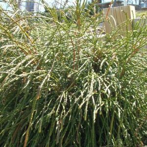 Whipcord Western Red Cedar (Thuja plicata 'Whipcord') - 2 gallon 10"