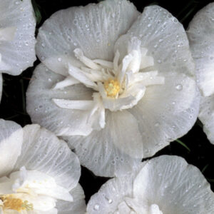 White Chiffon® Rose of Sharon (Hibiscus syriacus 'Notwoodtwo') - 1 gallon