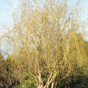 Willow ‘Golden Curls’ (Salix caprea 'Curly Locks') - 1 gallon 36"