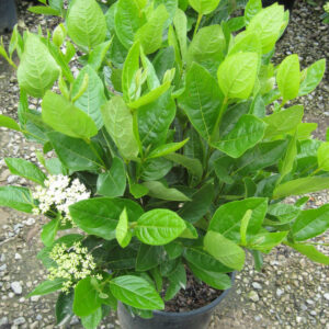 Winterthur Viburnum (Viburnum nudum 'Winterthur') - 3 gallon 15-18"