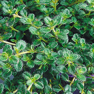 Woolly Thyme (Thymus pseudolanuginosus 'Pseudo. Wooly') - 1 gallon