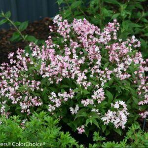 Yuki Cherry Blossom® Deutzia (Deutzia yuki 'Cherry Blossom') - 2 gallon 12"