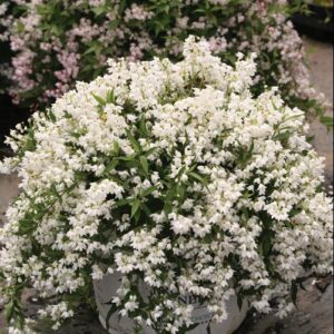 Yuki Snowflake® Deutzia (Deutzia yuki 'Snowflake') - 2 gallon 12"